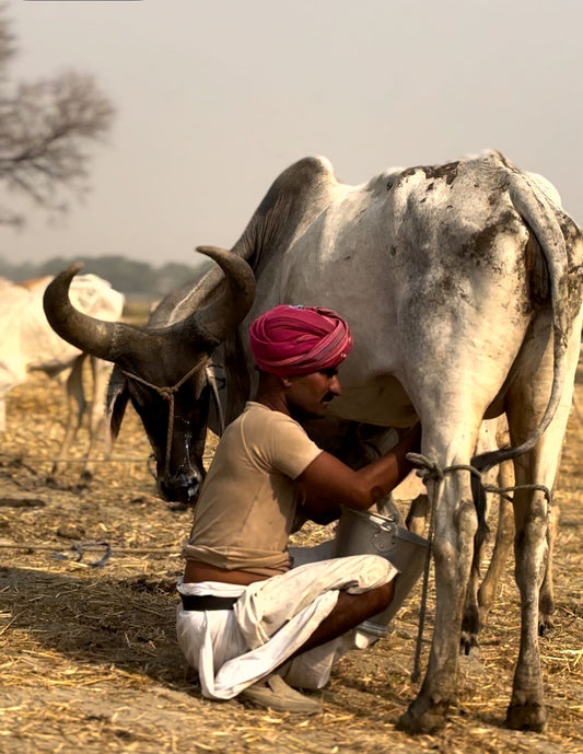 BHADRPAD GHEE- Kanrej cow's bilona ghee