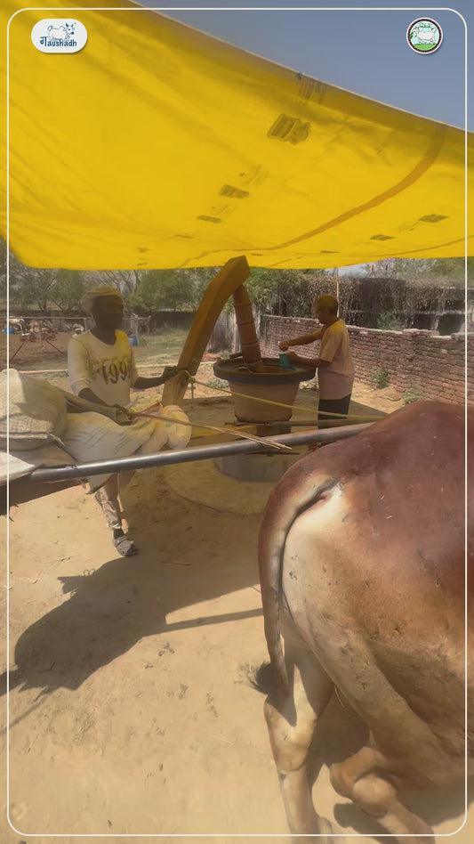 Bail Koluh Yellow mustard oil 500mL - Bull driven cold and wood press oil
